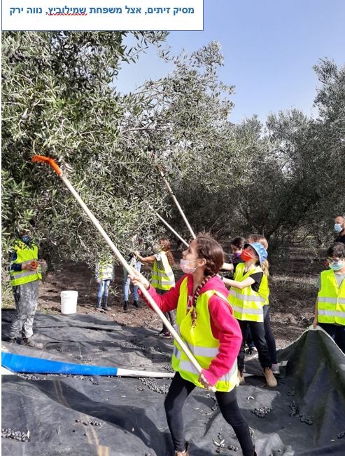 מסיק זיתים, אצל משפחת שמילוביץ, נווה ירק