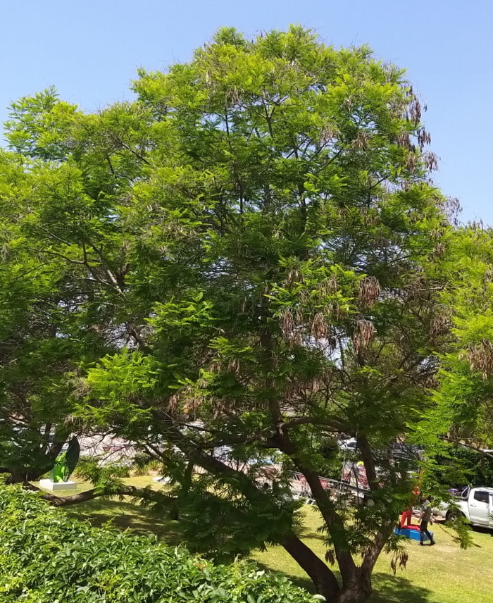 נוף ירוק בדרום השרון