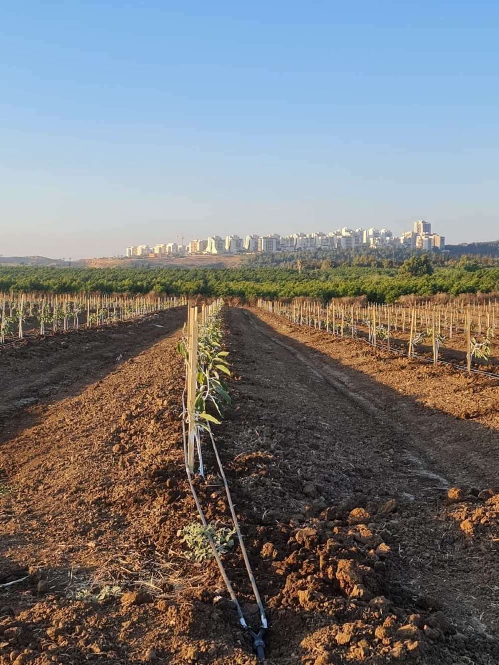 שטח פתוח במושב צור נתן דרום השרון