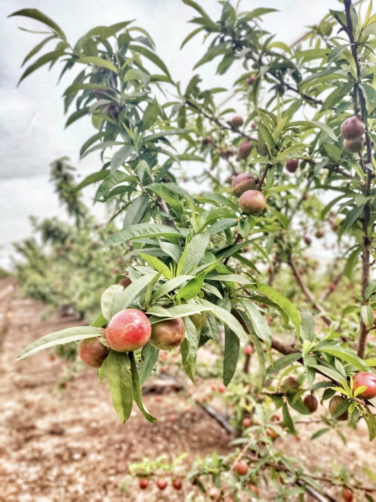 תמונות - אתמול גילינו את הטבע הכפרי בטיול ליד כפר סירקין
