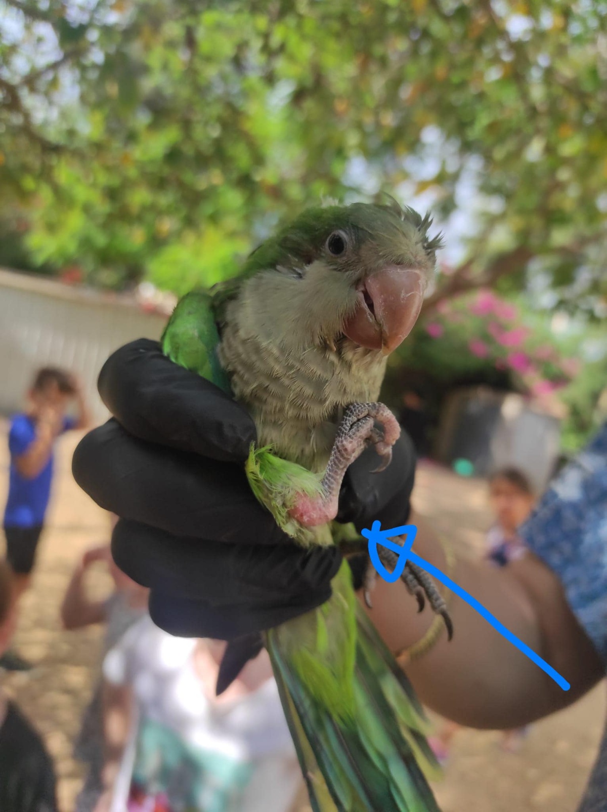 תמונות מביקור ילדי גן איריס מכפר סירקין בגן הבוגרים הסמוך