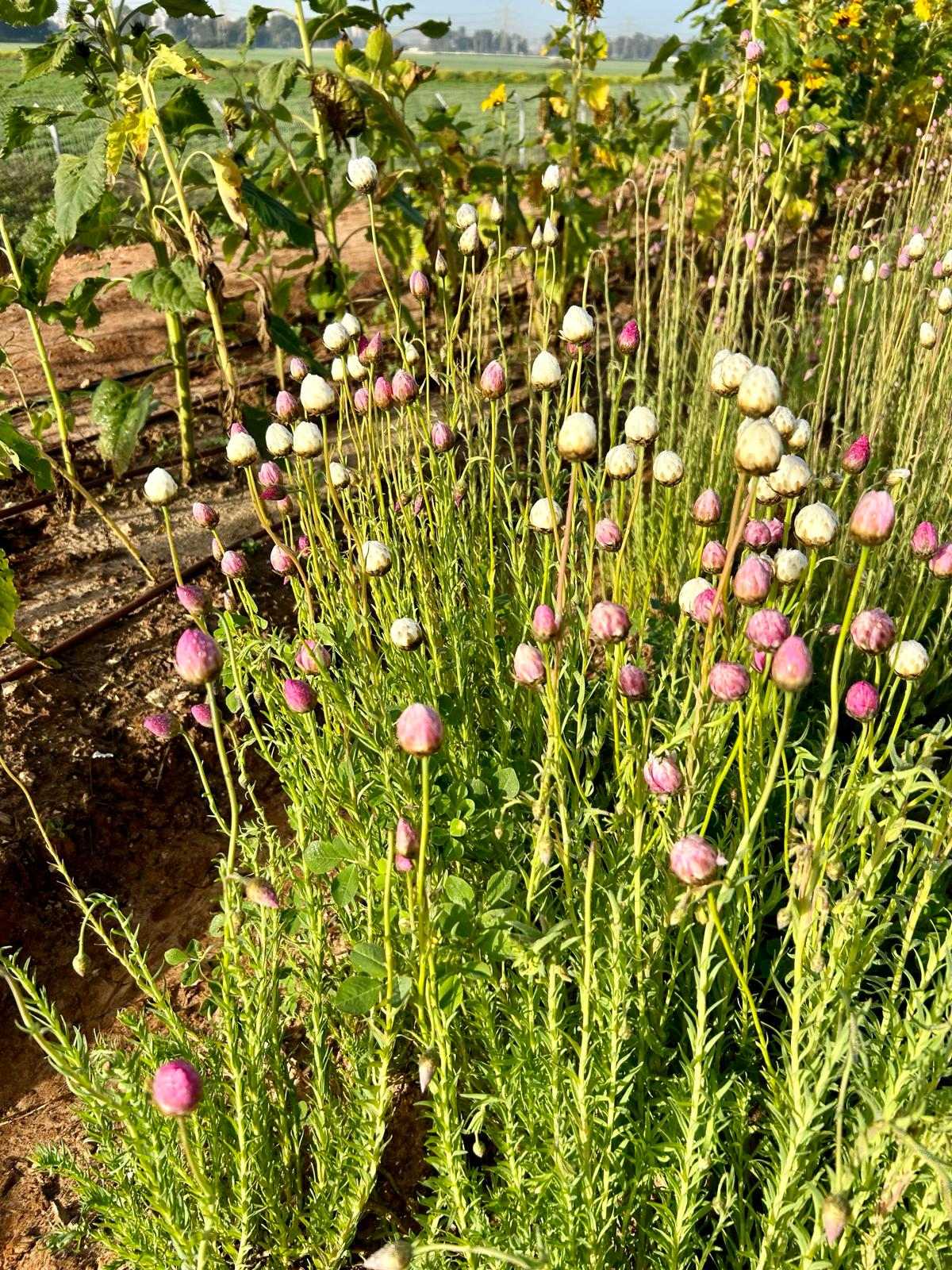 תמונות שונות מהחווה החקלאית בדרום השרון