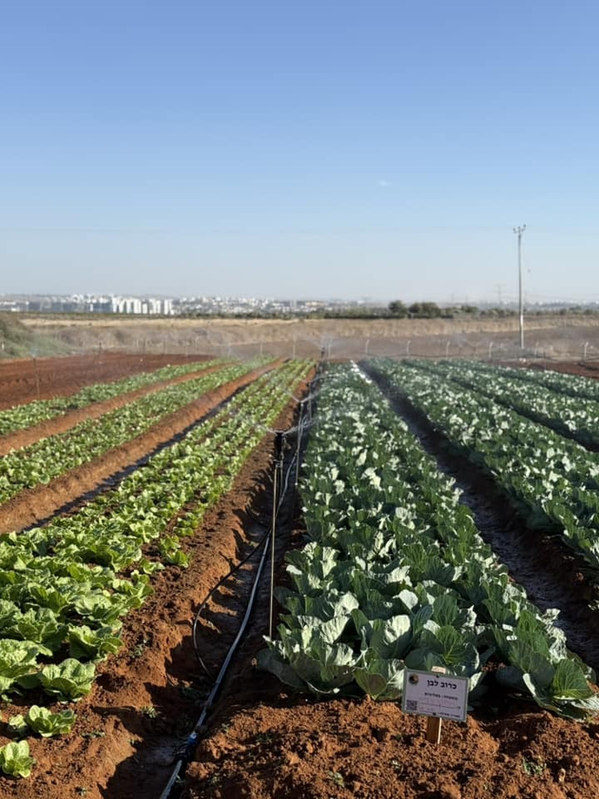 תמונות מארוע אשר נערך למען החטופים והחטופות בחווה החקלאית בדרום השרון