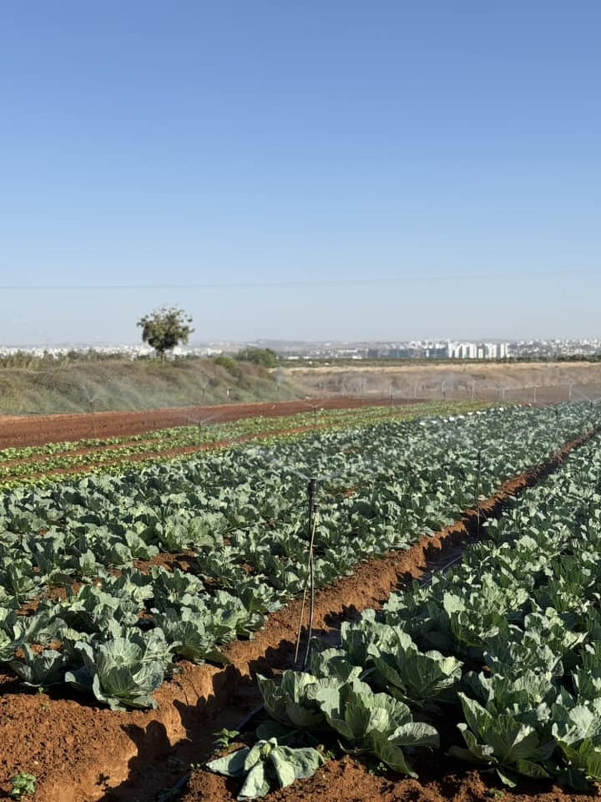 תמונות מארוע אשר נערך למען החטופים והחטופות בחווה החקלאית בדרום השרון