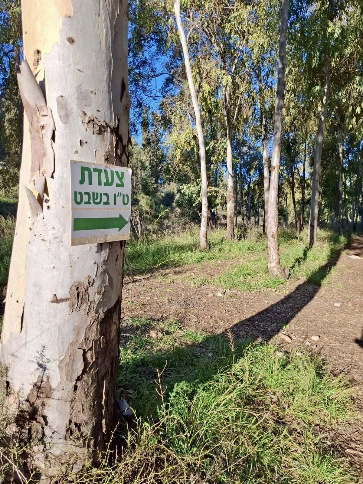 תמונות מצעדת מתן המסורתית בטו בשבט