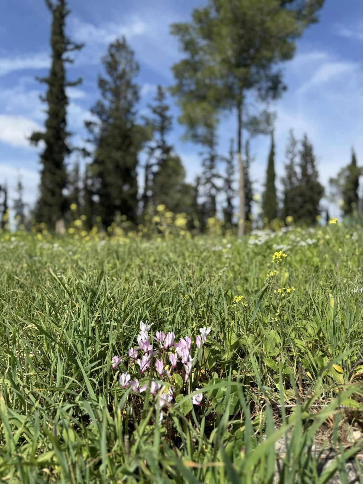 תמונות מאירוע נטיעות משותף דרום השרון - כוכב יאיר צור יגאל
