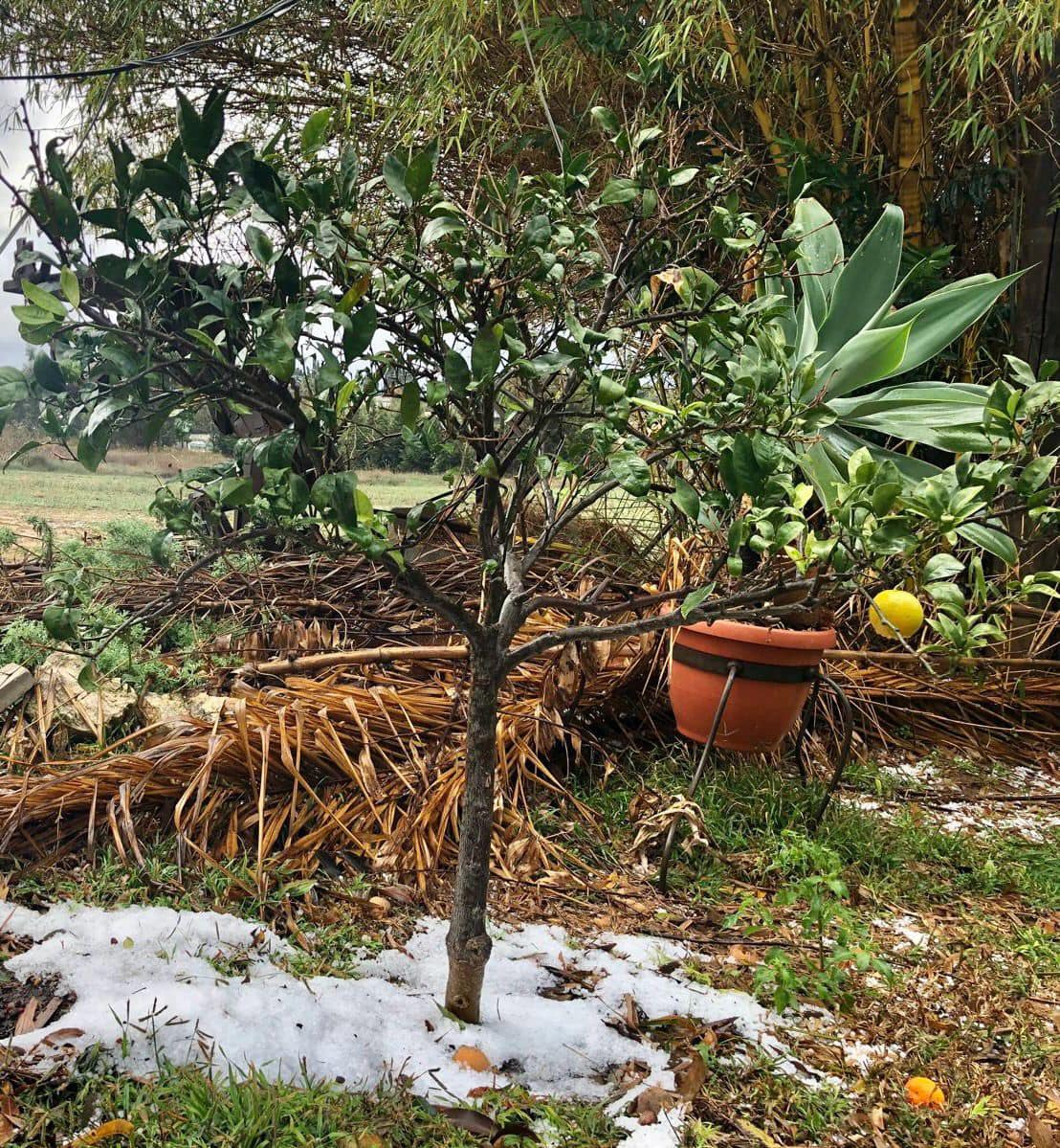 בתמונה ברד בגן חיים