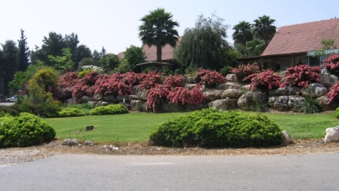 נוף בחורשים