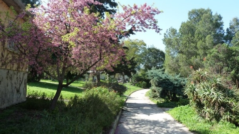 נוף בחורשים