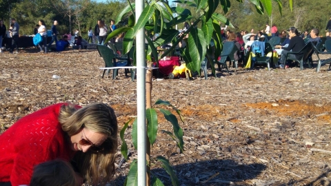 נוטעים עצים בנירית