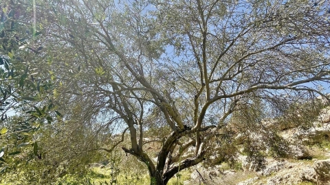 טיול ביער חורשים (11).jpg